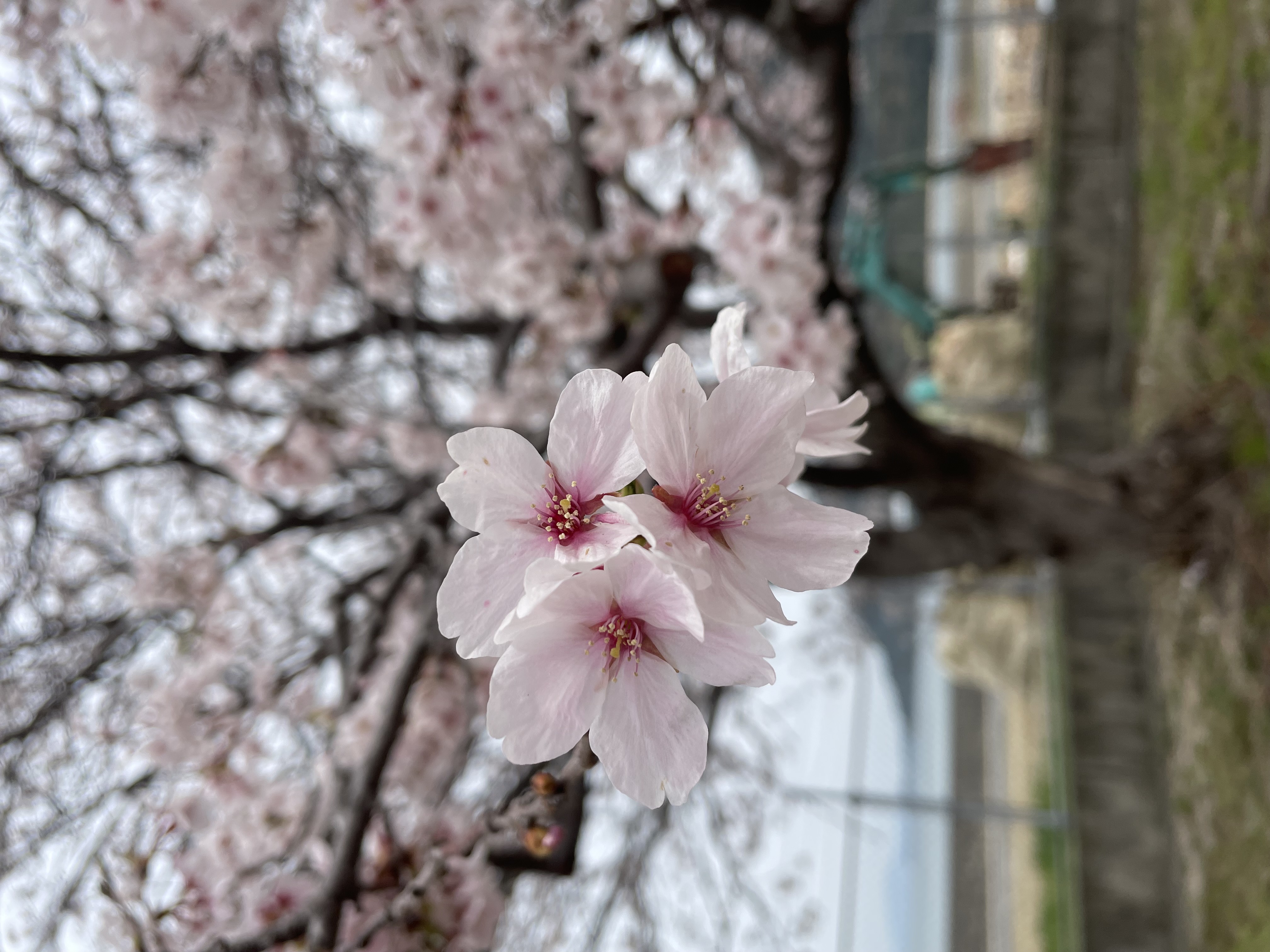 桜